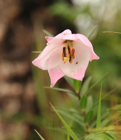 shirui-lily-flower-in-the-wild