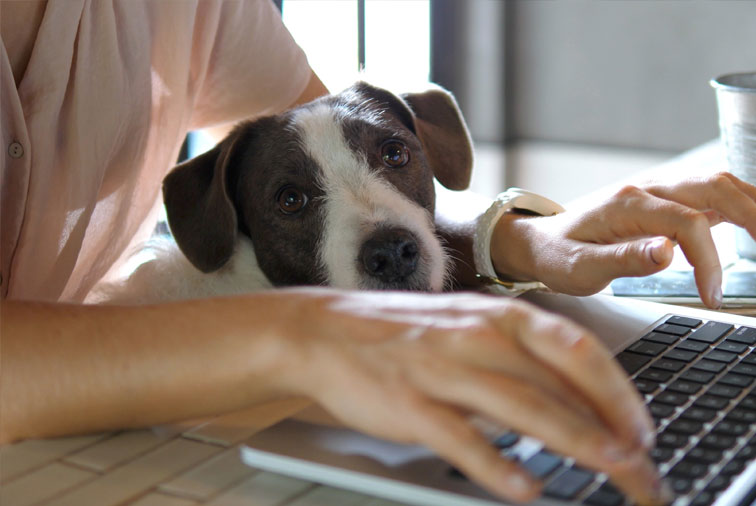 woman-on-computer-with-dog